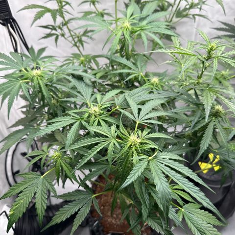 Apple Fritter Automatic growlog timeline photo