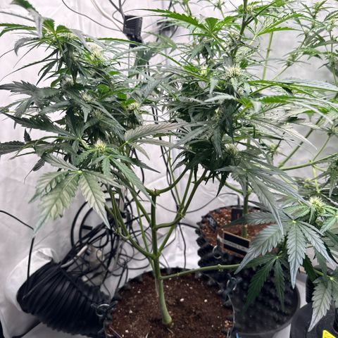 Apple Fritter Automatic growlog timeline photo