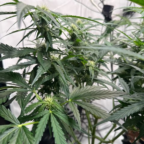 Apple Fritter Automatic growlog timeline photo