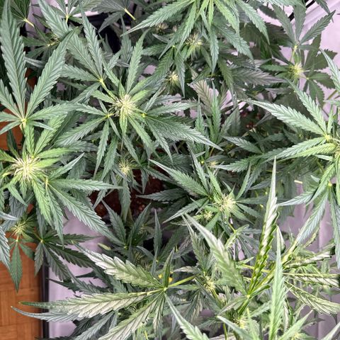 Apple Fritter Automatic growlog timeline photo