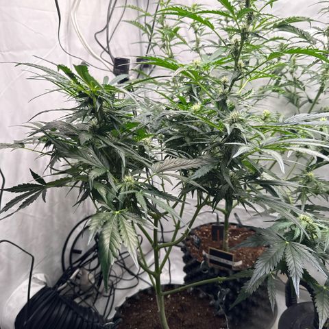 Apple Fritter Automatic growlog timeline photo
