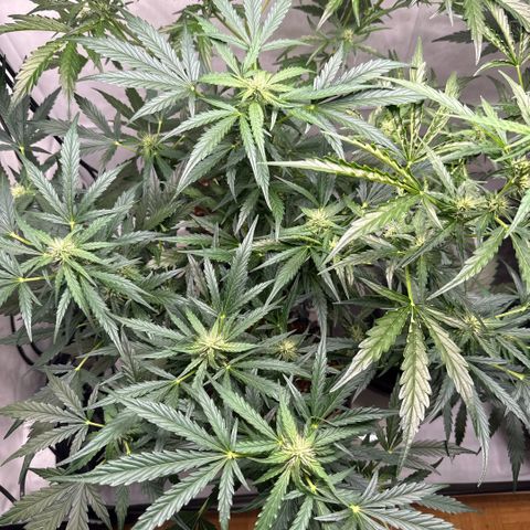Apple Fritter Automatic growlog timeline photo
