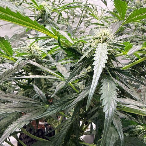 Apple Fritter Automatic growlog timeline photo