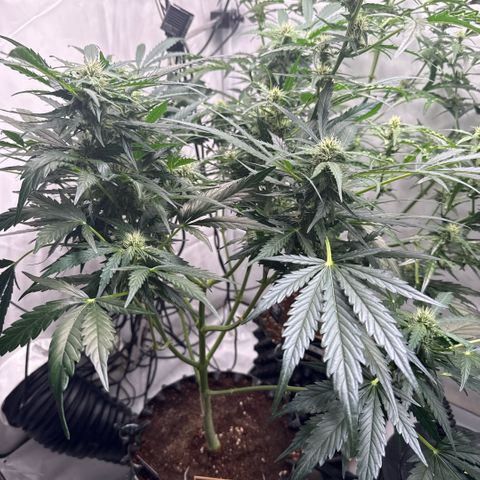Apple Fritter Automatic growlog timeline photo