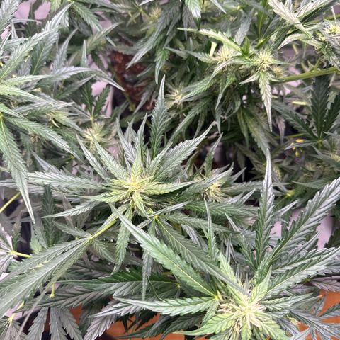 Apple Fritter Automatic growlog timeline photo