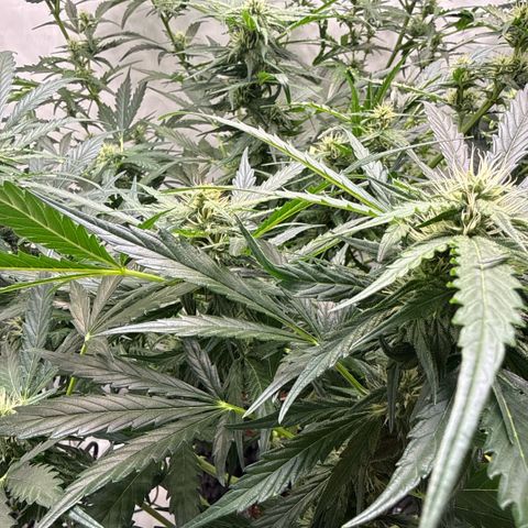 Apple Fritter Automatic growlog timeline photo