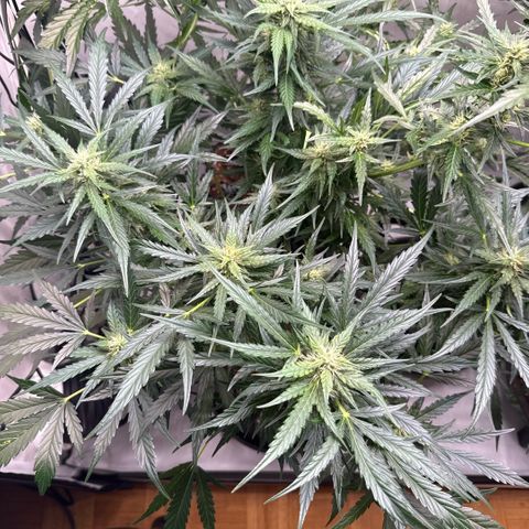 Apple Fritter Automatic growlog timeline photo