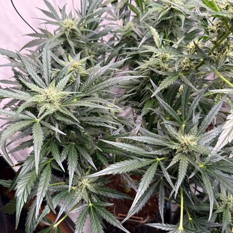 Apple Fritter Automatic growlog timeline photo