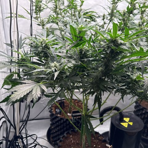 Apple Fritter Automatic growlog timeline photo