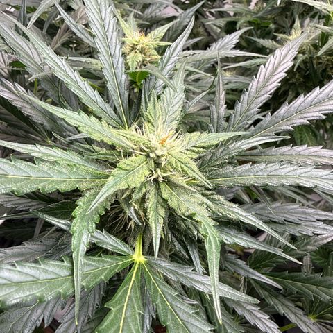 Apple Fritter Automatic growlog timeline photo