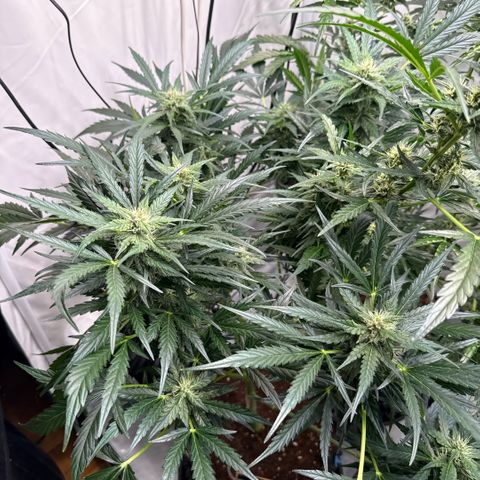 Apple Fritter Automatic growlog timeline photo