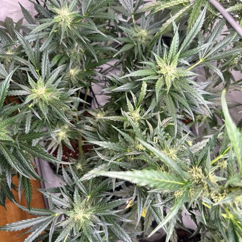 Apple Fritter Automatic growlog timeline photo