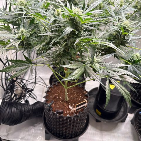 Apple Fritter Automatic growlog timeline photo
