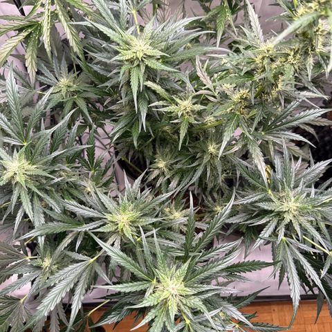 Apple Fritter Automatic growlog timeline photo