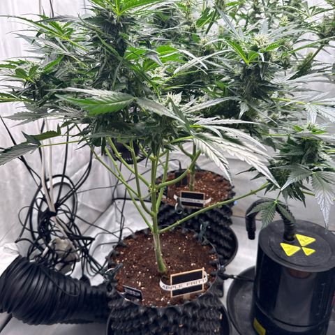 Apple Fritter Automatic growlog timeline photo