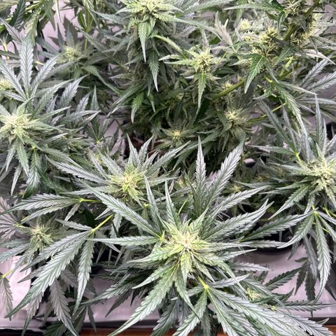 Apple Fritter Automatic growlog timeline photo