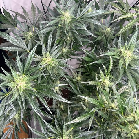 Apple Fritter Automatic growlog timeline photo