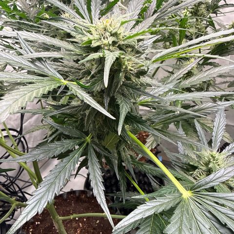 Apple Fritter Automatic growlog timeline photo