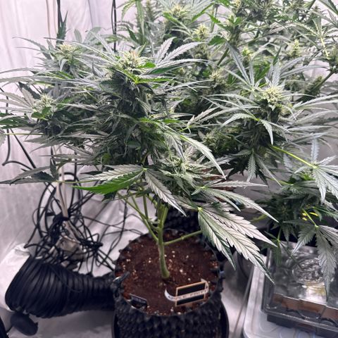 Apple Fritter Automatic growlog timeline photo