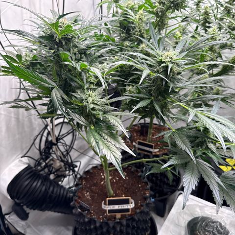 Apple Fritter Automatic growlog timeline photo