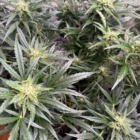Apple Fritter Automatic growlog timeline photo