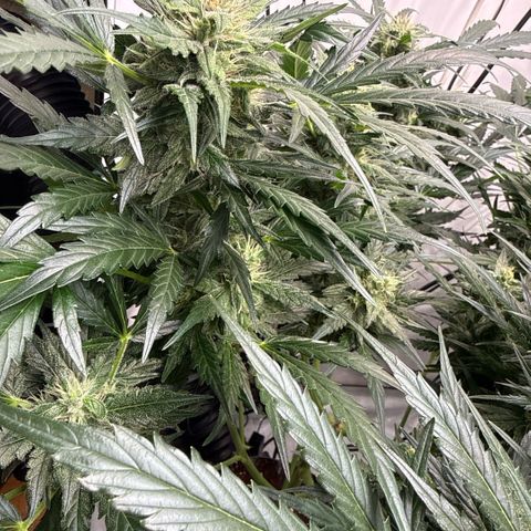 Apple Fritter Automatic growlog timeline photo