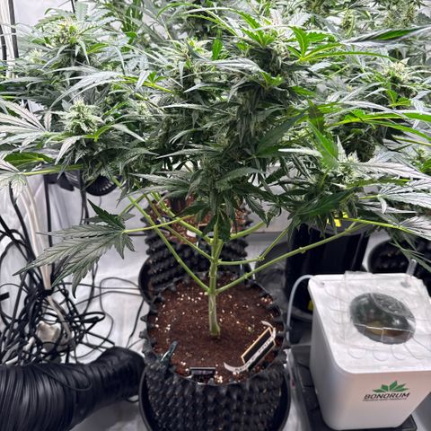 Apple Fritter Automatic growlog timeline photo