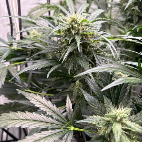Apple Fritter Automatic growlog timeline photo