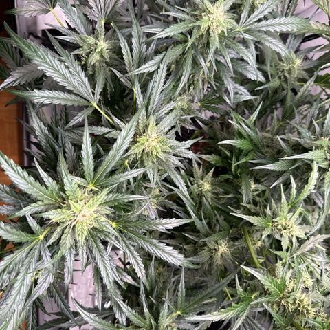 Apple Fritter Automatic growlog timeline photo
