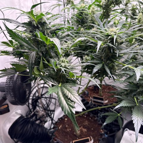 Apple Fritter Automatic growlog timeline photo