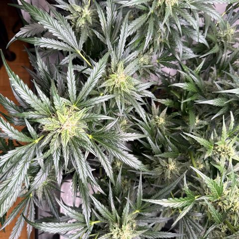 Apple Fritter Automatic growlog timeline photo