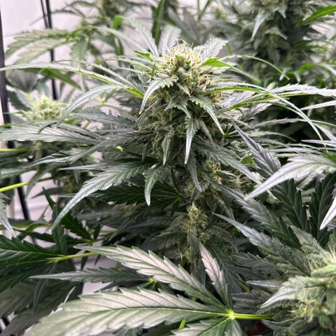 Apple Fritter Automatic growlog timeline photo