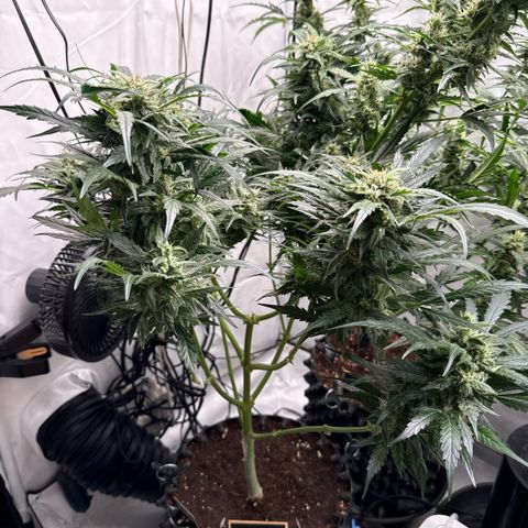 Apple Fritter Automatic growlog timeline photo