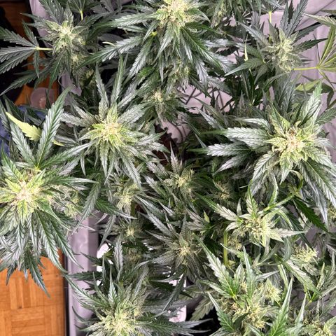 Apple Fritter Automatic growlog timeline photo