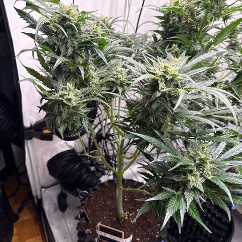Apple Fritter Automatic growlog timeline photo