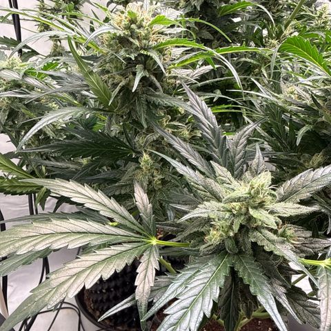 Apple Fritter Automatic growlog timeline photo