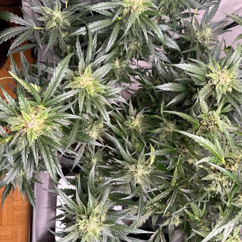 Apple Fritter Automatic growlog timeline photo