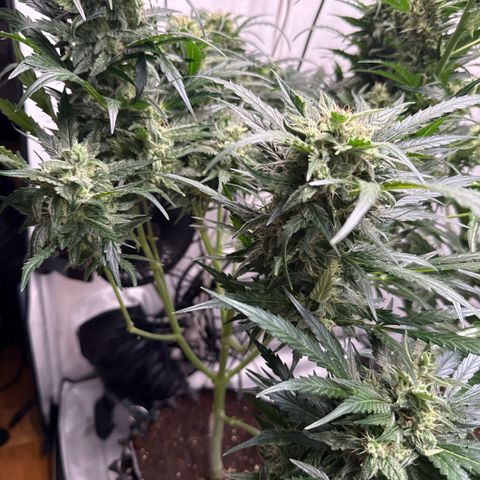 Apple Fritter Automatic growlog timeline photo