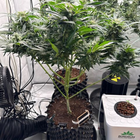 Apple Fritter Automatic growlog timeline photo