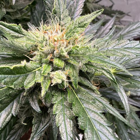 Apple Fritter Automatic growlog timeline photo