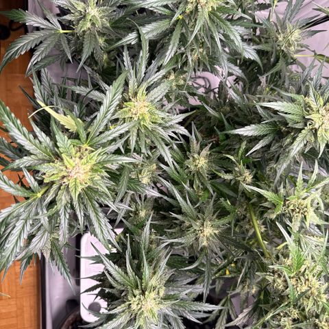 Apple Fritter Automatic growlog timeline photo