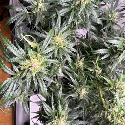 Apple Fritter Automatic growlog timeline photo