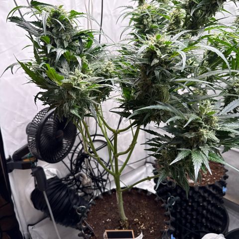 Apple Fritter Automatic growlog timeline photo