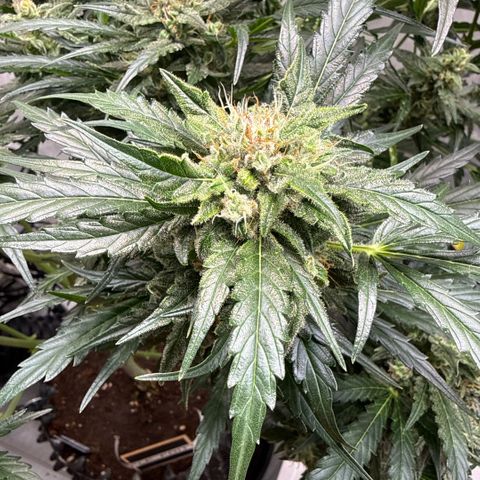 Apple Fritter Automatic growlog timeline photo