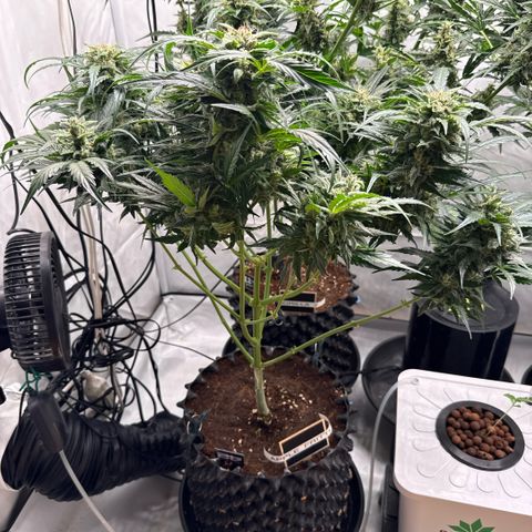 Apple Fritter Automatic growlog timeline photo