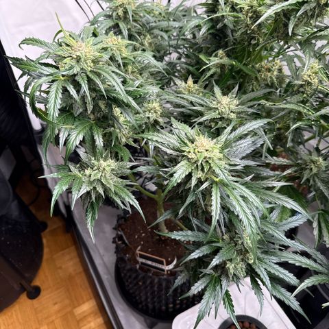 Apple Fritter Automatic growlog timeline photo