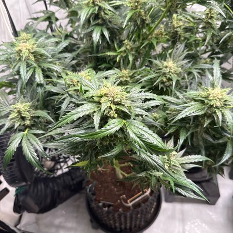 Apple Fritter Automatic growlog timeline photo