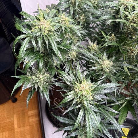 Apple Fritter Automatic growlog timeline photo