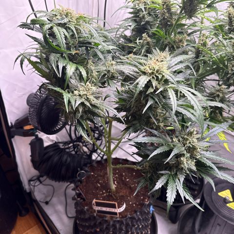 Apple Fritter Automatic growlog timeline photo