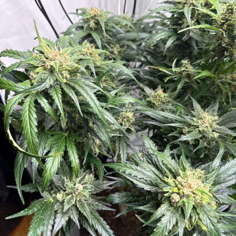 Apple Fritter Automatic growlog timeline photo
